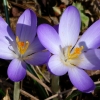 Krokusse