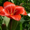 Tulpe