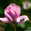 Rose mit Biene