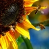 Sieben Bienen