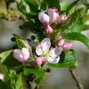 Apfelbaumblüten