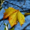 Herbstblatt