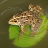 Frosch