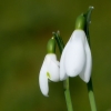 Schneeglöckchen