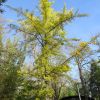 Ginkgo