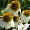 Echinacea
