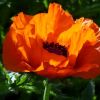 Mohn