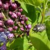 Flieder und Gartenwanze