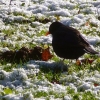 Amsel