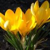 Krokusse