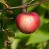 Apfel
