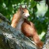 Eichhörnchen
