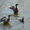 Enten