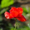Mohn