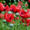 Klatschmohn