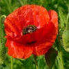 Mohn