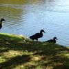 Schwarze Enten