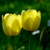 Tulpen