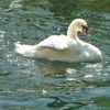 Schwan