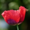 Mohn