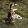 Ente