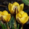 Krokusse