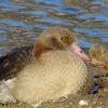 Nilgans