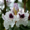 Rhododendron