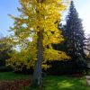 Ginkgo