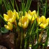 Krokusse