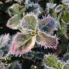 Frost