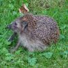 Igel