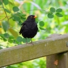 Amsel