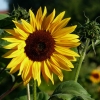 Sonnenblume
