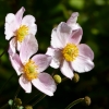 Anemonen
