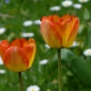Tulpen
