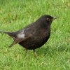 Amsel