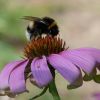 Hummel