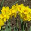 Narzissen