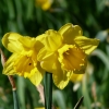 Narzissen