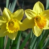 Narzissen