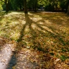 Herbstschatten