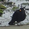 Amsel im Regen