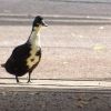 Ente