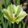 Tulpe