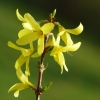 Forsythie