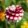 Dahlie