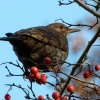 Amsel