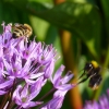 Biene und Hummel