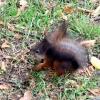 Eichhoernchen